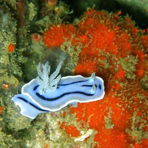 Nudibranch