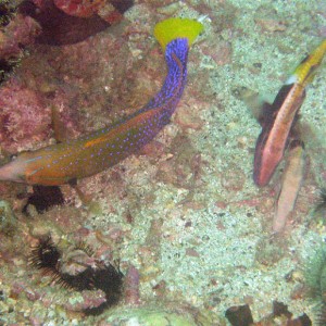 Wrasse