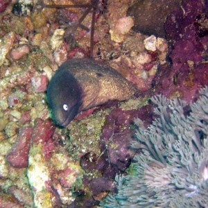 PC300122-White-Eyed-Moray-Eel