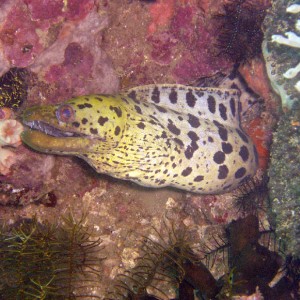 Blackspotted Moray Eel