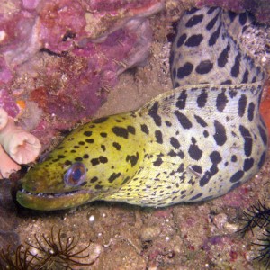 Blackspotted Moray Eel