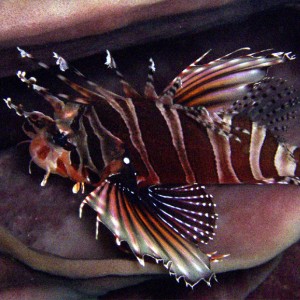 Zebra Lionfish