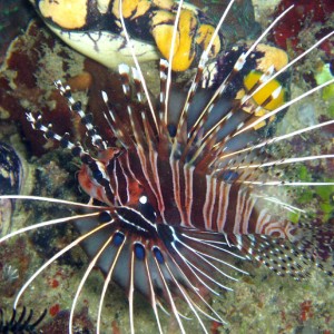 Spotfin Lionfish