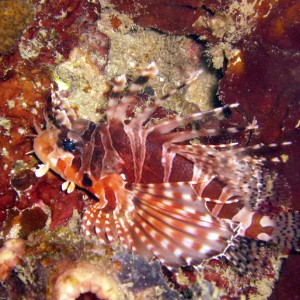 Zebra Lionfish