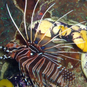 Spotfin Lionfish