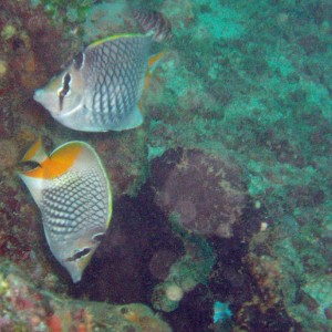 Crosshatch Butterflyfish