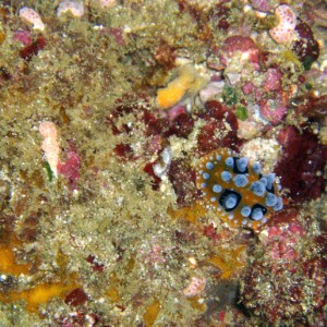 Nudibranch