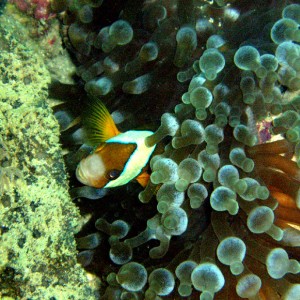 Anemonefish