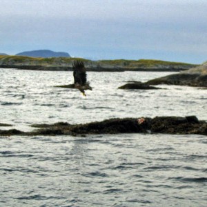 White-tailed eagle. Norway, Hitra.