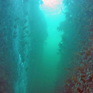 Cleave diving at Hitra, Norway