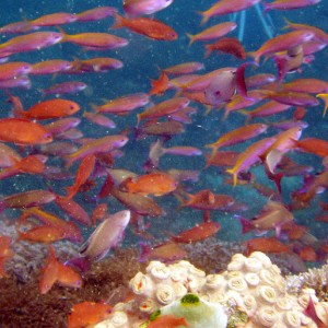 Many Small Reef Fish