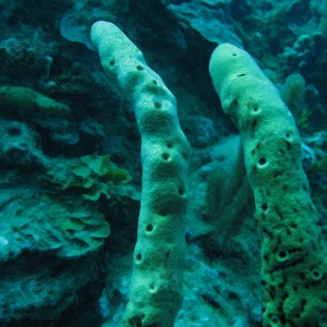 Tube Sponge