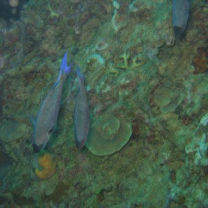 Creole Wrasse