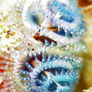 Blue_Christmas_Tree_Worms