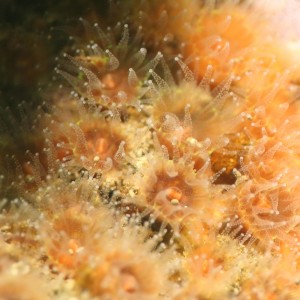 Cup Coral