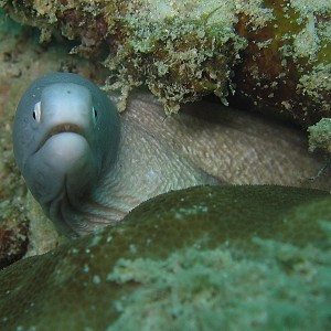 White Moray Eel