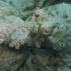 Crocodile Fish