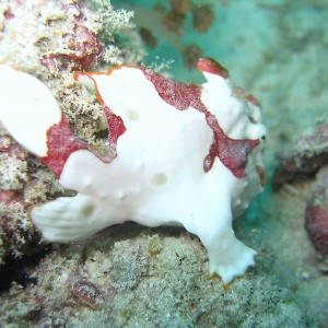 Clown Frogfish