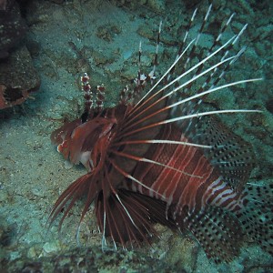 Zebra Lionfish