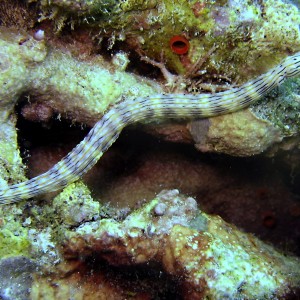 Pipefish