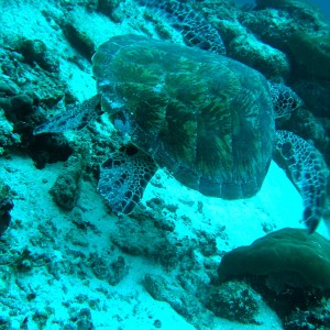 Turtle at the start of its flight