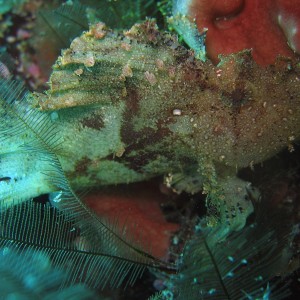 Green Scorpionfish