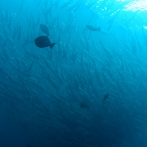 School of fish