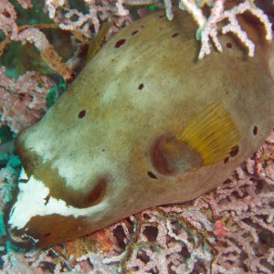 Black-Spotted Pufferfish