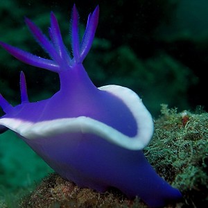 Nudibranch