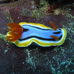 Chromodoris Annae