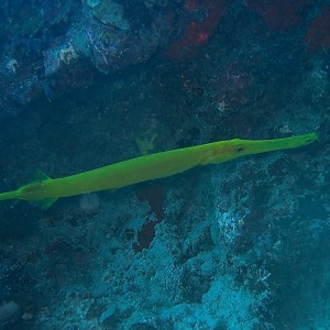 Trumpet Fish