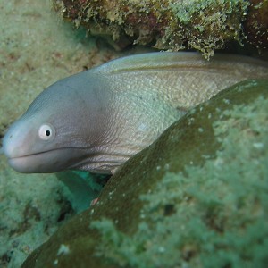 White Moray Eel