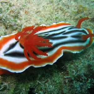 Chromodoris Magnifica