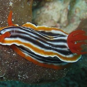 Chromodoris Magnifica