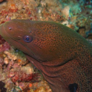 Moray Eel