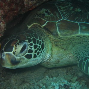 Green Sea Turtle trying to have a shut eye