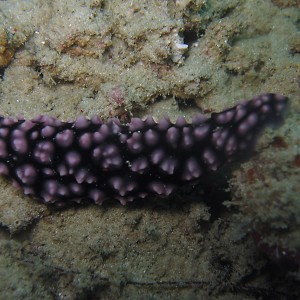 Nudibranch