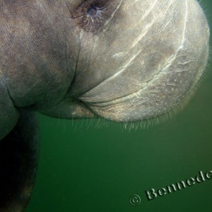 Manatee