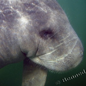 Manatee