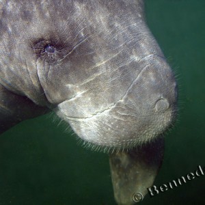 Manatee