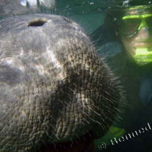 Manatee