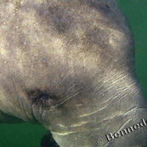 Manatee