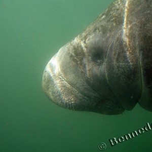 Manatee in Crystal River