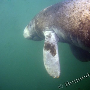 Manatee in Crystal River