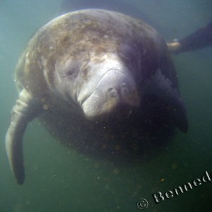 Swim with Manatee