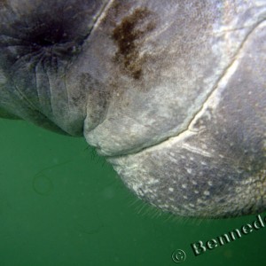 Manatee Nose