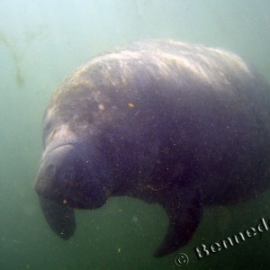 Manatee in Crystal River 1