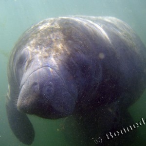 Manatee in Crystal River 2