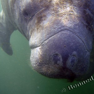 Manatee Faces