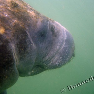 Manatee Trip 2006